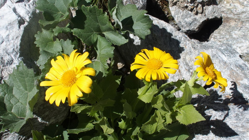 Asteracea - Doronicum grandiflorum